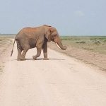 Masai Mara Full Day Tour from Nairobi, Naivasha or Nakuru