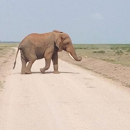Masai Mara Full Day Tour from Nairobi, Naivasha or Nakuru