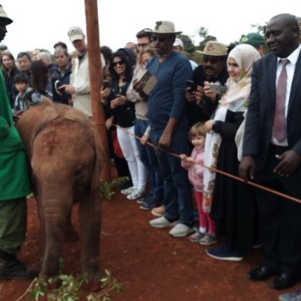 Nairobi Park, Elephants, Giraffe Center And Bomas