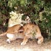 c3-Tsavo National Park Day Trip From Mombasa
