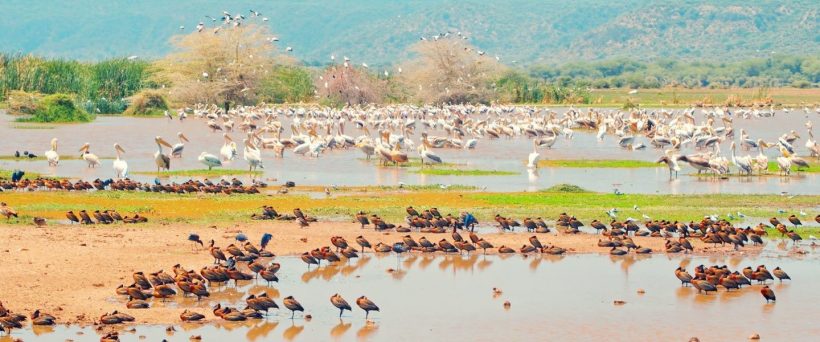 4 Days Camping Lake Manyara, Serengeti and Ngoro Ngoro Safari