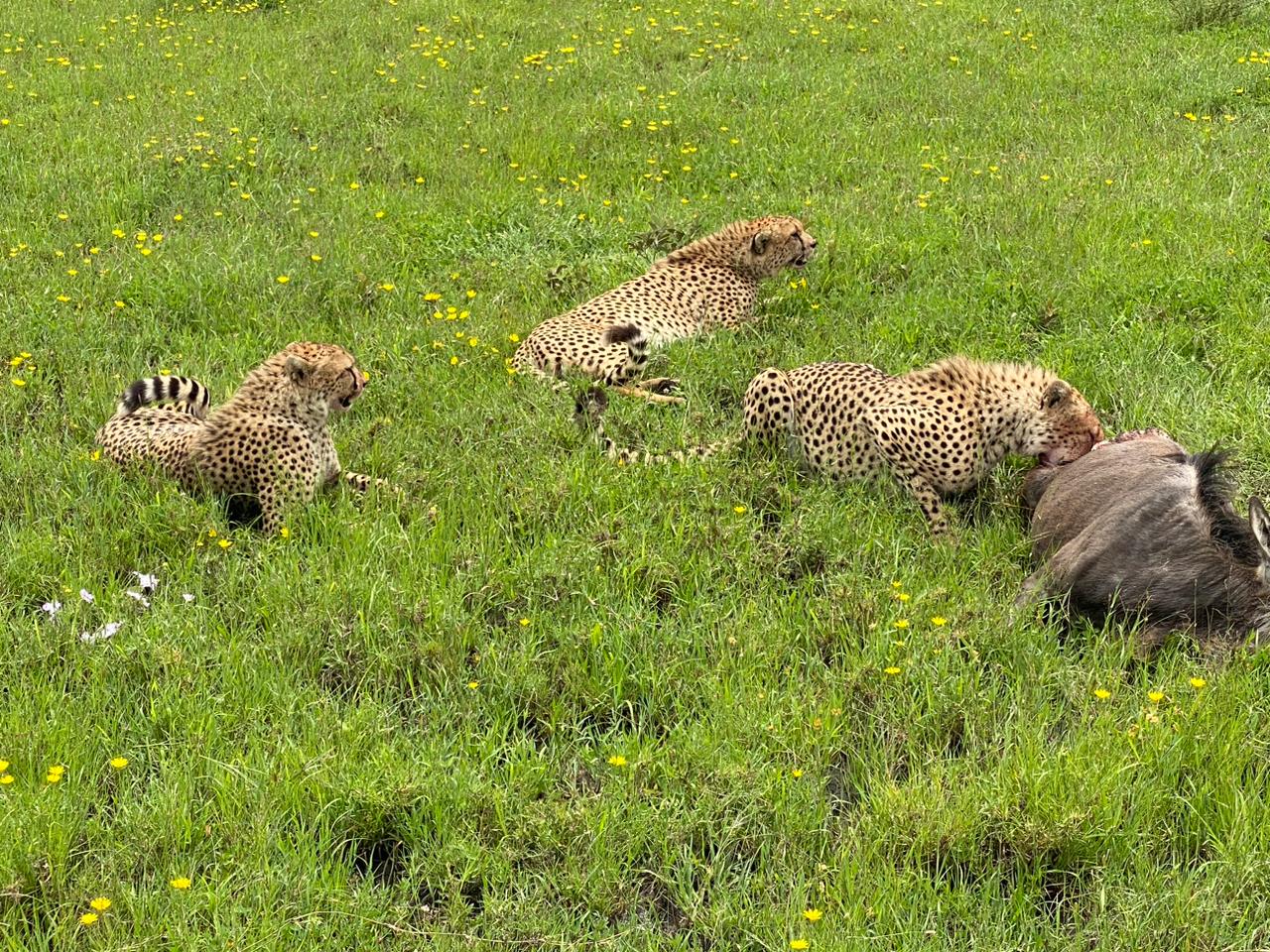 3 days Maasai Mara Mid Range Group Tour