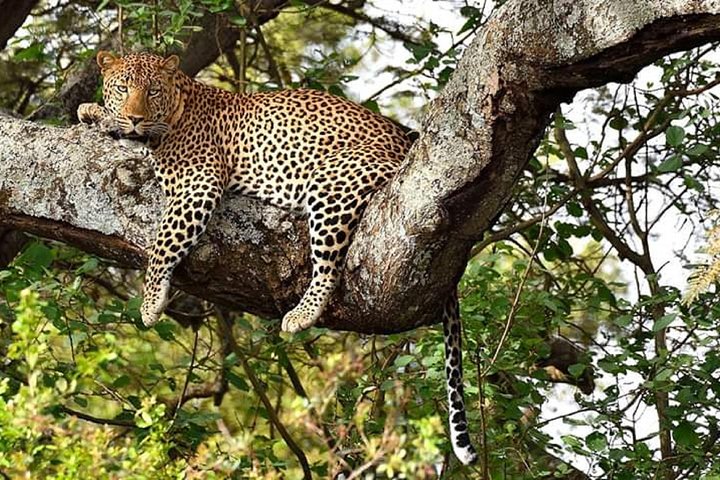 9 Days Kenya & Tanzania Group Tour: Budget & Mid-Range Hotels