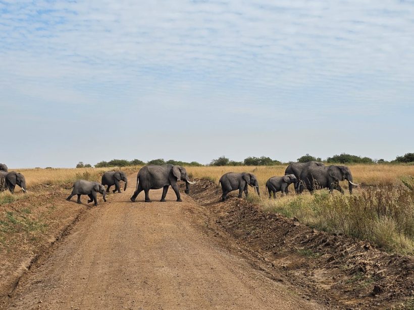 24 Days Gorillas Uganda, Kenya & Tanzania Explorer