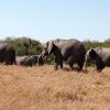 Olpejeta conservancy Day tour